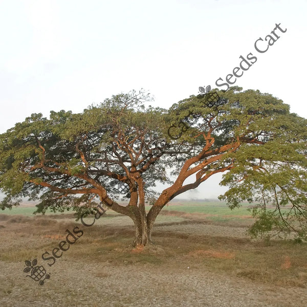 Betel-Nut Palm — seed packet | Buy tree seeds online India | SeedsCart