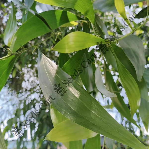 Soapbush Wattle Seeds — seed packet | Buy vegetable seeds online India | SeedsCart