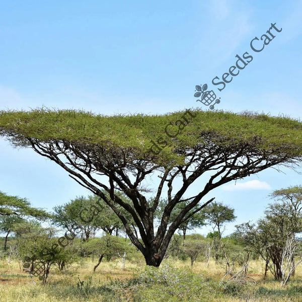 Umbrella Thorn Seeds — seed packet | Buy vegetable seeds online India | SeedsCart