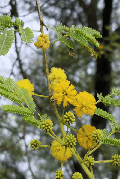 Acacia nilotica