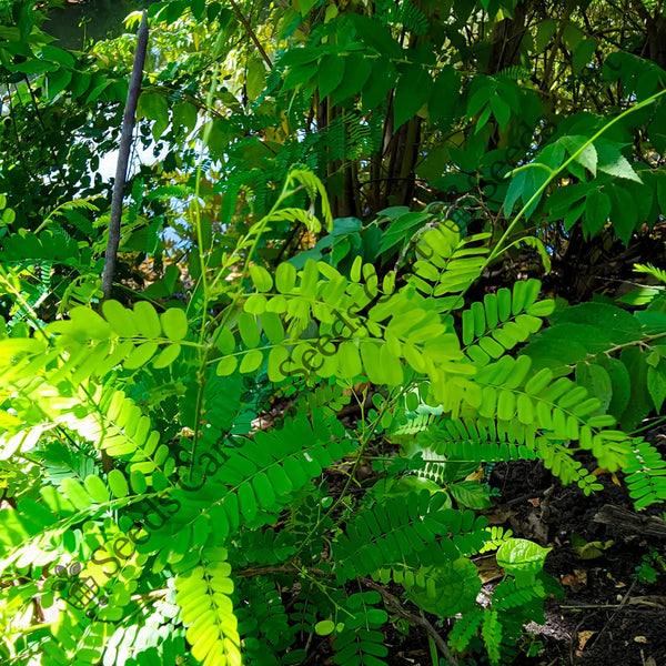Red Sandalwood Seeds — seed packet | Buy vegetable seeds online India | SeedsCart