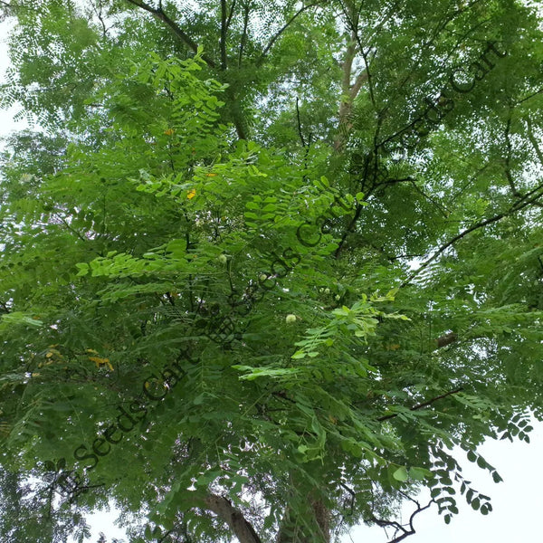 Frywood Seeds — seed packet | Buy vegetable seeds online India | SeedsCart