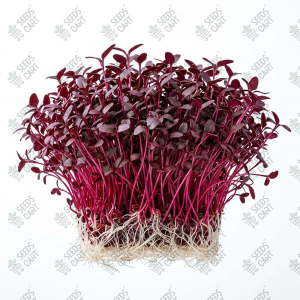 Amaranthus Red Microgreen Seeds