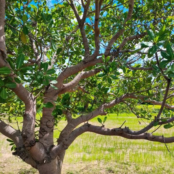 Cashew Nut Seeds — seed packet | Buy vegetable seeds online India | SeedsCart