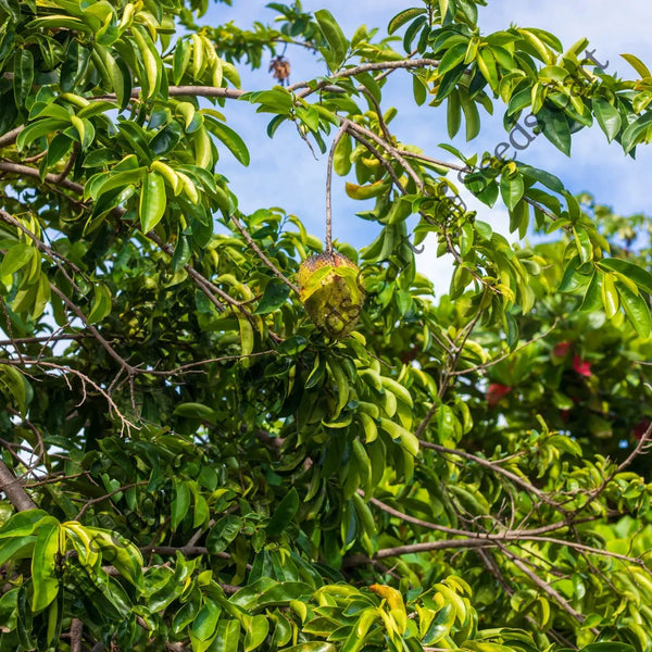 Soursop Seeds — seed packet | Buy vegetable seeds online India | SeedsCart