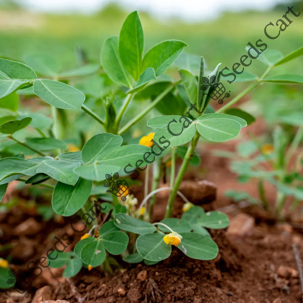 Groundnut Seeds — seed packet | Buy vegetable seeds online India | SeedsCart
