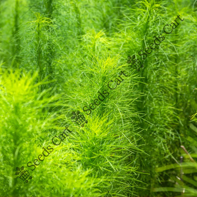 Shatavari Seeds (Asparagus racemosus)