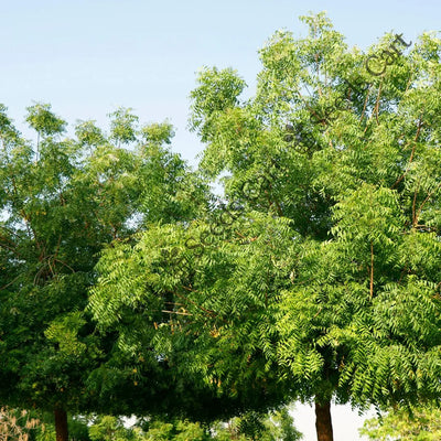Neem Tree (Azadirachta indica)