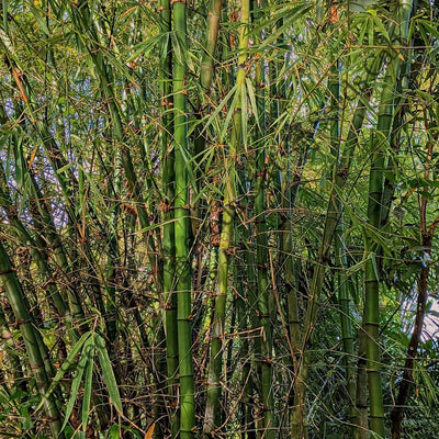 Indian Thorny Bamboo (Bambusa arundinacea)