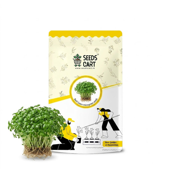 Basil Green Microgreen Seeds