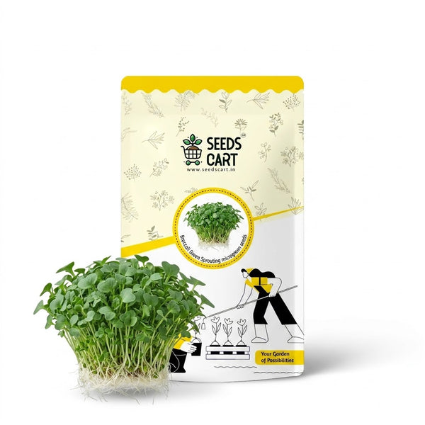 Broccoli Green Sprouting Microgreen Seeds