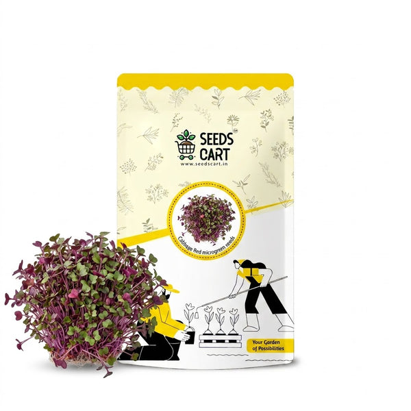Cabbage Red Microgreen Seeds
