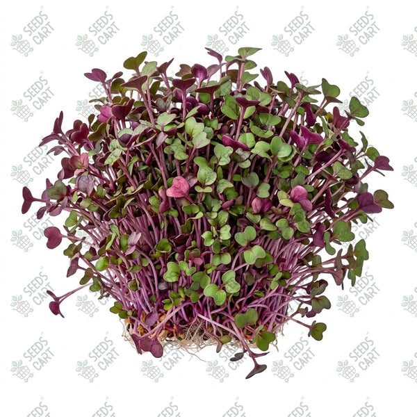 Cabbage Red Microgreen Seeds