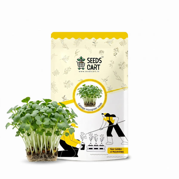 Cabbage Microgreen Seeds