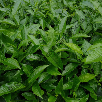 Tea Plant (Camellia sinensis)