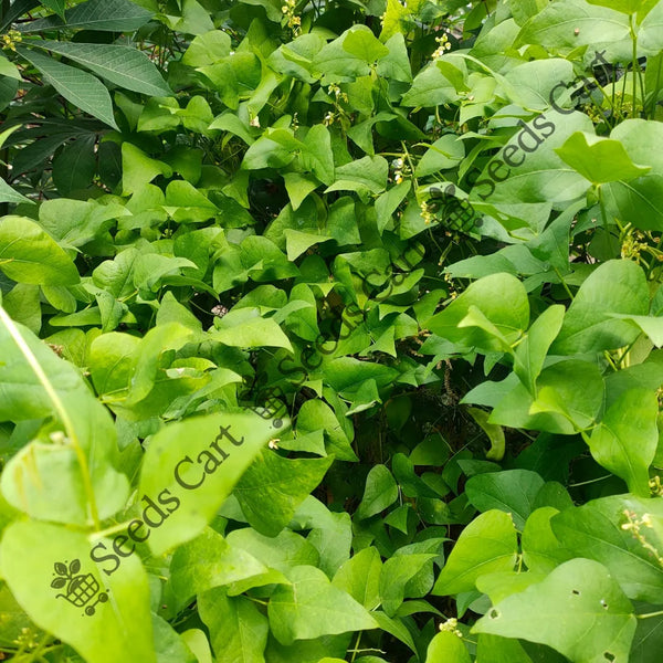 Horse Bean — seed packet | Buy vegetable seeds online India | SeedsCart