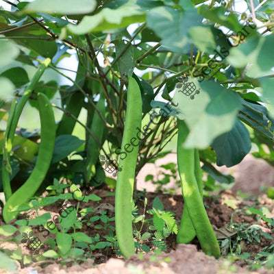 Sword Bean (Canavalia gladiata)