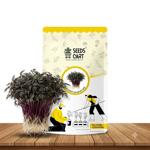 Carrot Black Microgreen Seeds