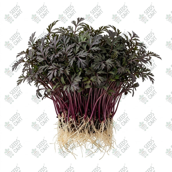 Carrot Black Microgreen Seeds