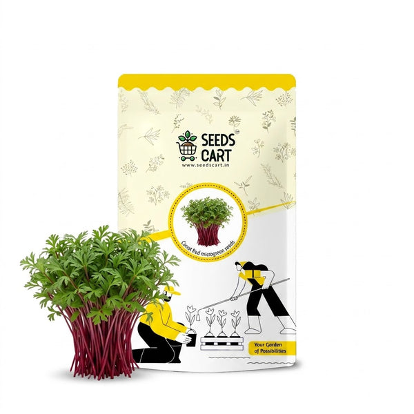 Carrot Red Microgreen Seeds