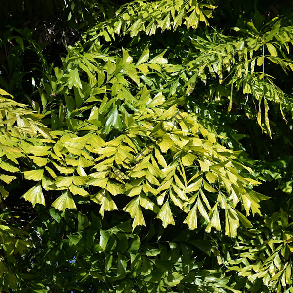 Fishtail Palm — seed packet | Buy tree seeds online India | SeedsCart