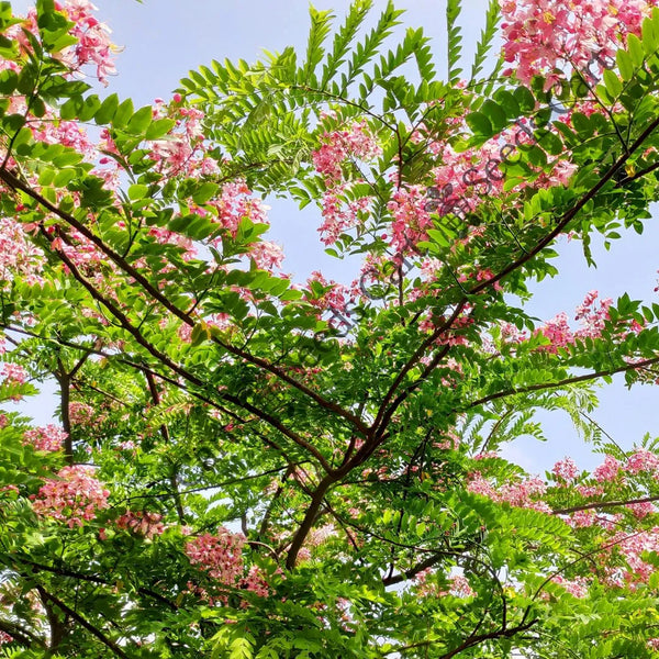 Java Cassia Seeds — seed packet | Buy vegetable seeds online India | SeedsCart