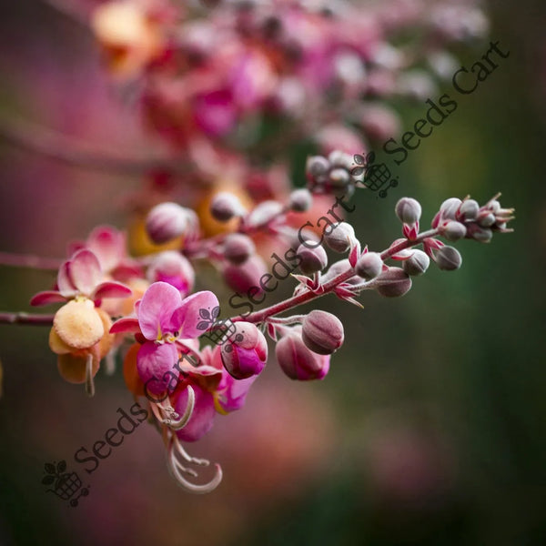 Red Shower Seeds — seed packet | Buy vegetable seeds online India | SeedsCart