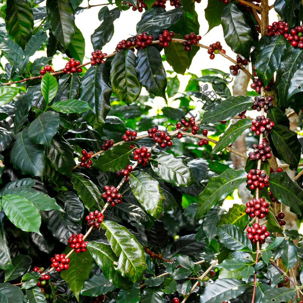 Coffee Plant — seed packet | Buy vegetable seeds online India | SeedsCart