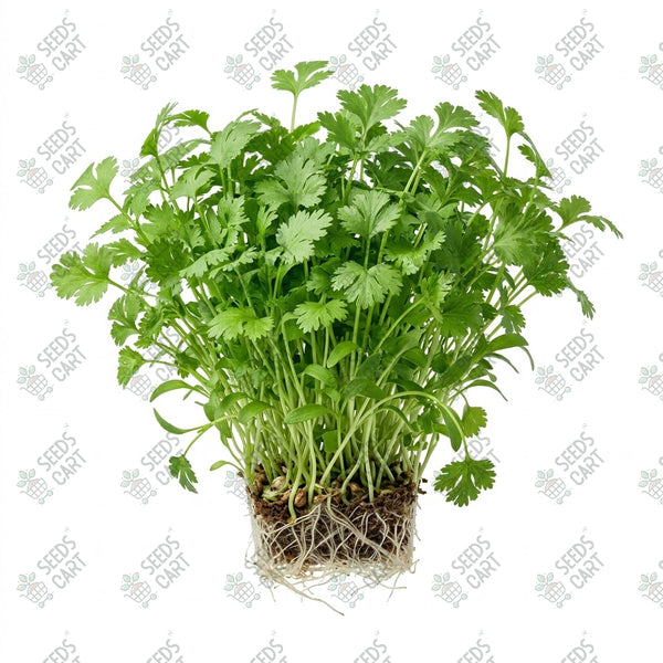 Coriander Microgreen Seeds