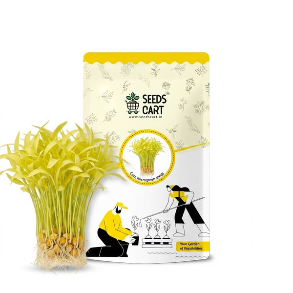 Corn Microgreen Seeds