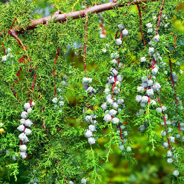 Himalayan Cypress Seeds — seed packet | Buy tree seeds online India | SeedsCart
