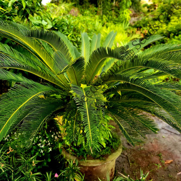 Sago Palm — seed packet | Buy tree seeds online India | SeedsCart