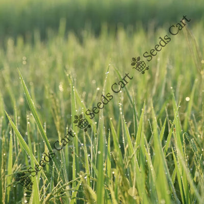 Palmarosa (Cymbopogon martini)