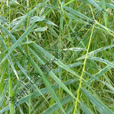 Male Bamboo (Dendrocalamus strictus)