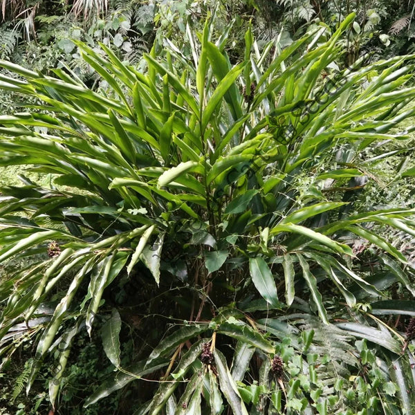 Cardamom Seeds — seed packet | Buy vegetable seeds online India | SeedsCart