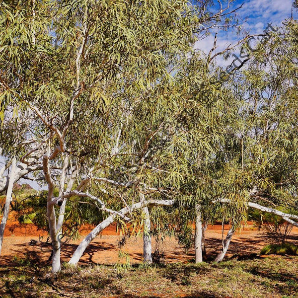 River Red Gum — seed packet | Buy vegetable seeds online India | SeedsCart