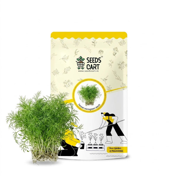 Fennel Microgreen Seeds