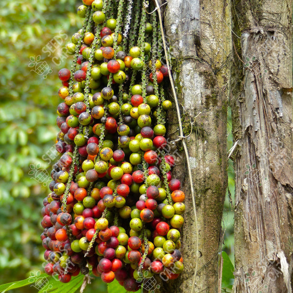 Fishtail Palm (Caryota mitis)