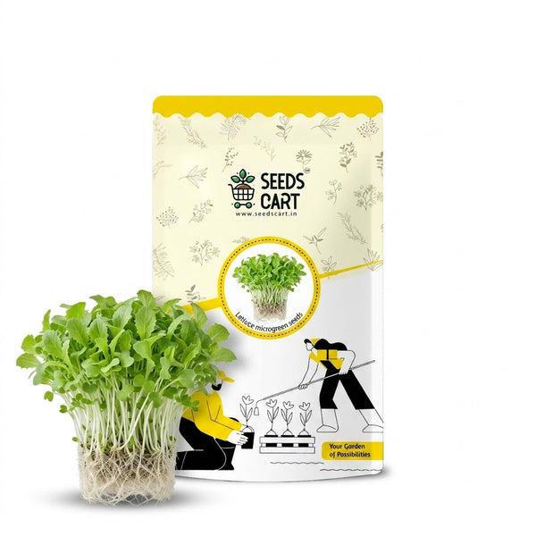 Lettuce Microgreen Seeds