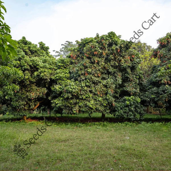 Litchi Tree — seed packet | Buy tree seeds online India | SeedsCart