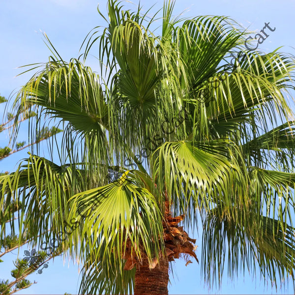Fountain Palm — seed packet | Buy tree seeds online India | SeedsCart