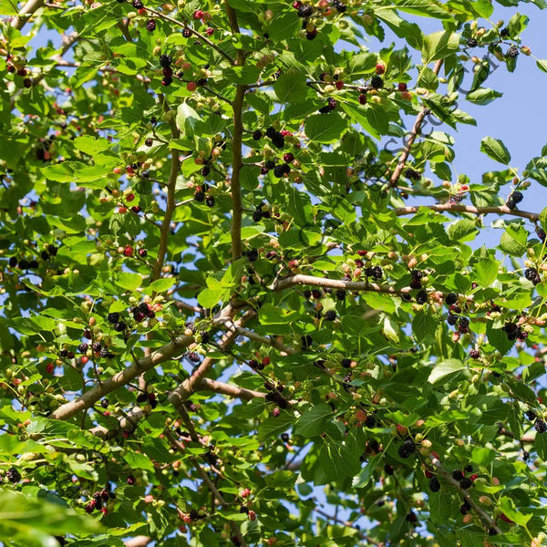 Black Mulberry Seeds (Morus nigra)