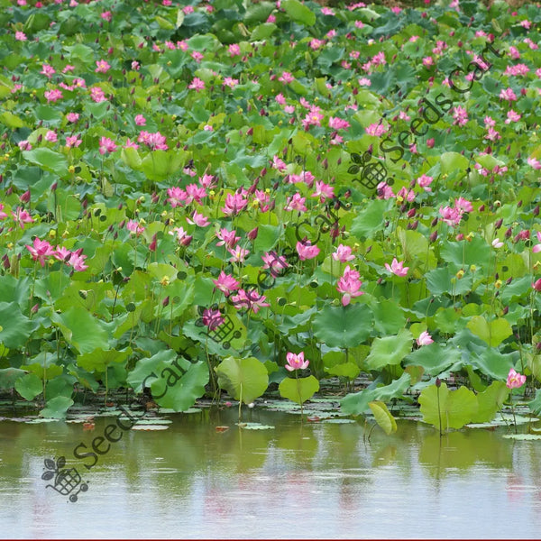 Indian Lotus Seeds — seed packet | Buy vegetable seeds online India | SeedsCart