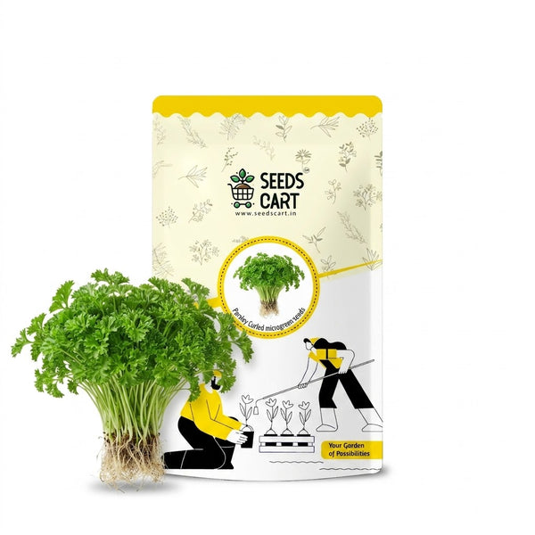 Parsley Curled Microgreen Seeds