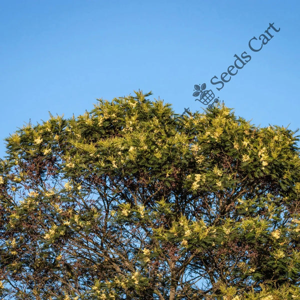 African Wattle Seeds — seed packet | Buy vegetable seeds online India | SeedsCart