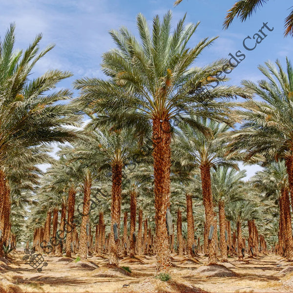 Date Palm — seed packet | Buy tree seeds online India | SeedsCart