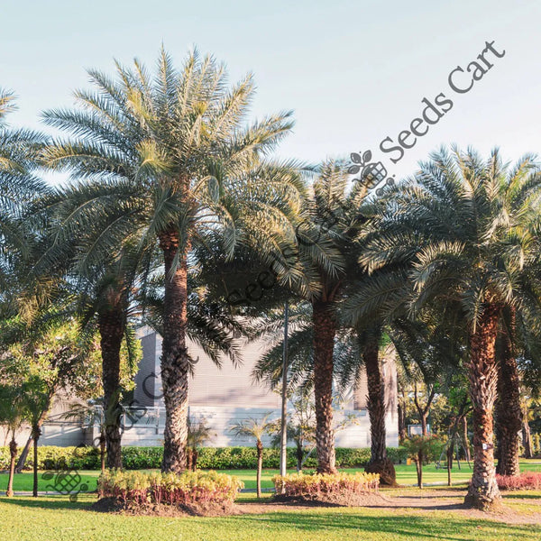 Indian Date Seeds — seed packet | Buy vegetable seeds online India | SeedsCart