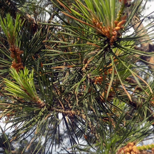 Chilghoza Pine Seeds — seed packet | Buy vegetable seeds online India | SeedsCart