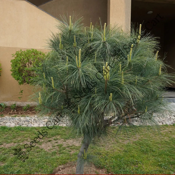 Himalayan Blue Pine Seeds — seed packet | Buy vegetable seeds online India | SeedsCart