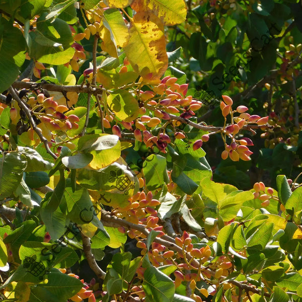 Green Almond Seeds — seed packet | Buy vegetable seeds online India | SeedsCart